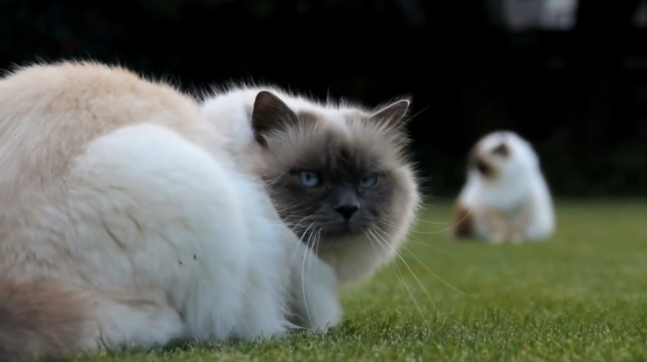 Birman Kedisi