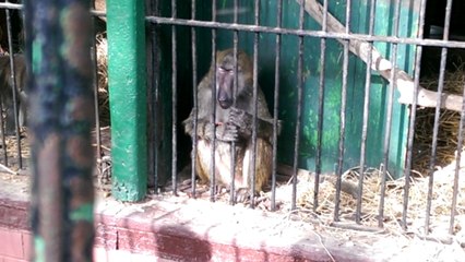 القرود فى حديقة الحيوان بالجيزة