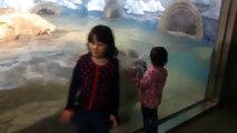志村どうぶつ園の投稿で紹介された写真「虫歯ある？」の動画バージョン polar bear eating child