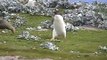 Funny Penguin Video 3 - Gentoo Penguins