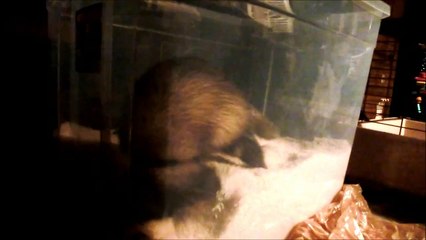 Another funny ferret dig box moment (Benny Hill Theme)