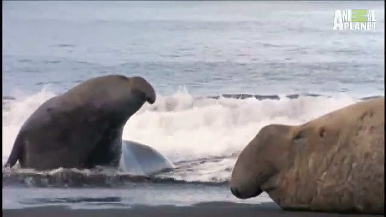 Orcas Hunt Elephant Seals | Wild Kingdom