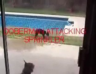 DOBERMAN PUPPY ATTACKING SPRINKLER