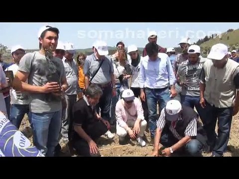 Soma Yırca Ziraaat Mühendisler Odası Zeytin Dikimi