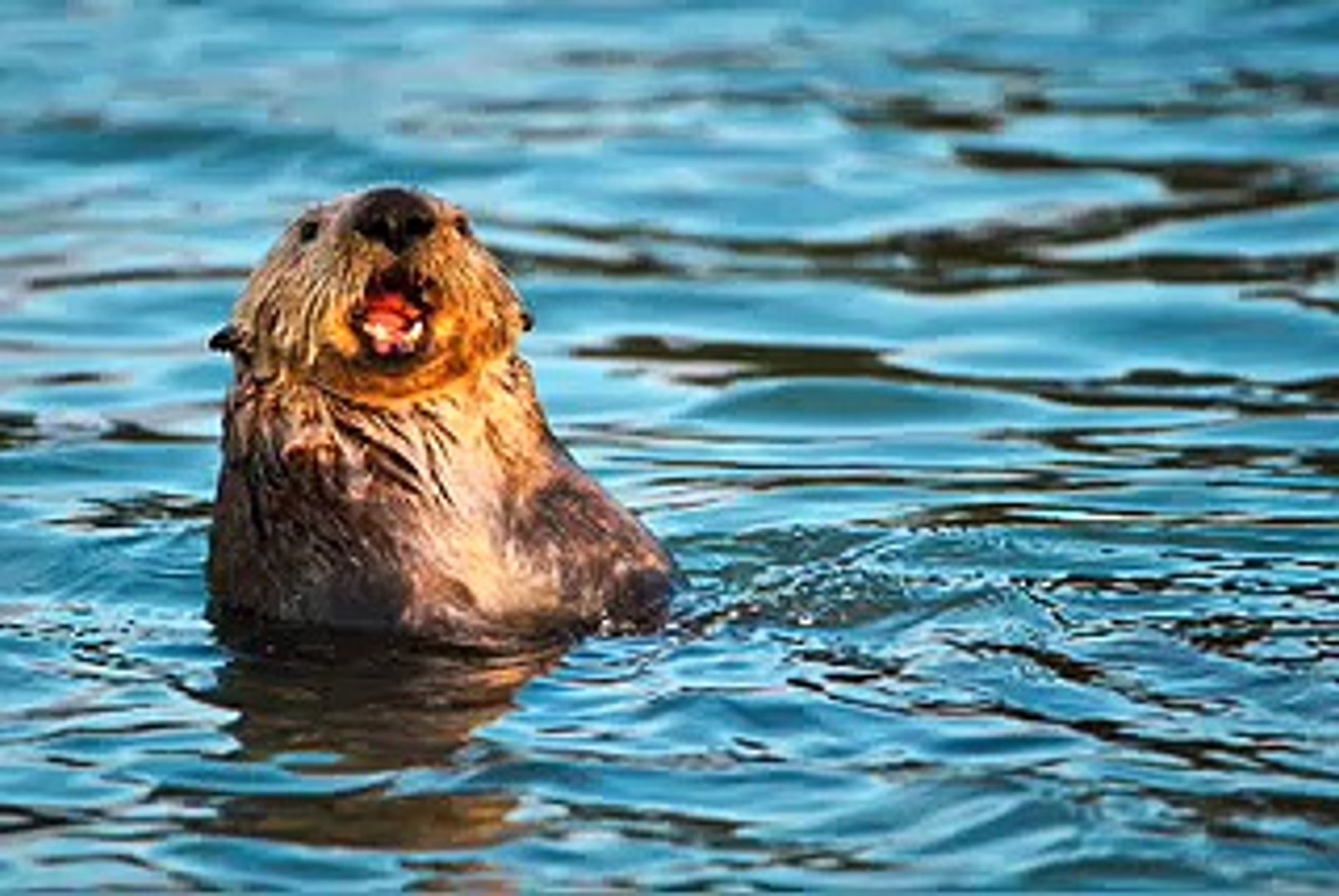 Sea Otter holding camera - Elkhorn Slough
