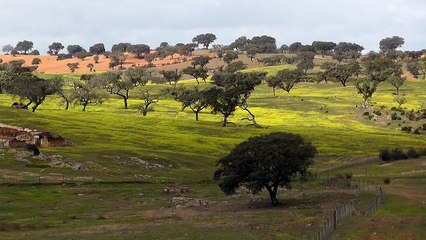 Aquarelles dans la campagne du bas alentejo (carnet de voyage stage Alain MARC au Portugal)