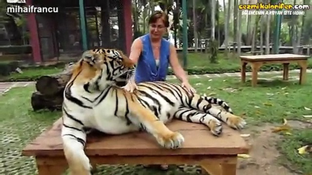 Yavru Kedi Gibi Davranan Büyük Kediler