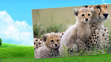 Life Of Lion Making Love And Giving Birth