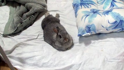 足を投げ出して寝そべるうさぎ[rabbit is lying down]