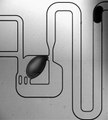 A microfluidic droplet dilutor
