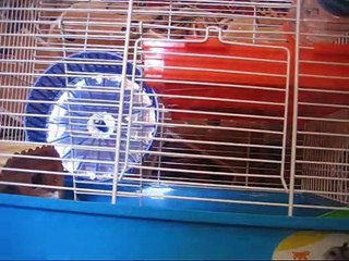 Видеообзор клетки для хомяков Ferplast Laura