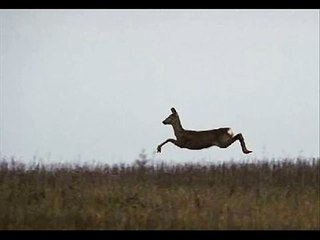 The Books Of Knjige - Gajo - Pesma posvecena srni koja plese