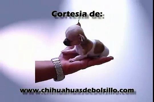 The World's Smallest Dog 2012 - Micro Tiny Teacup Chihuahua