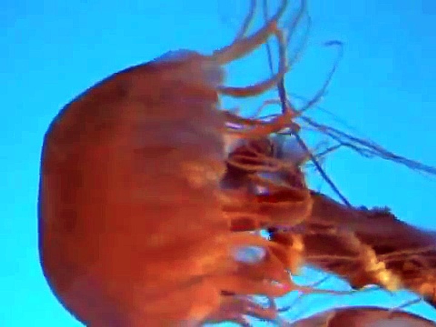 Danse de la Mer - Jellyfish Ballet