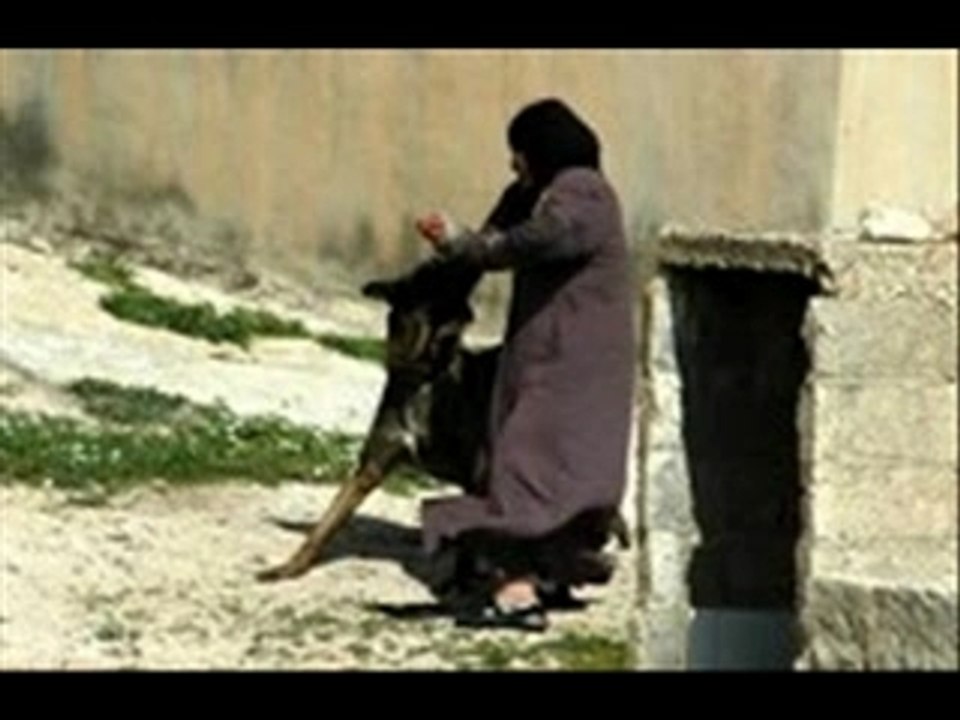 Israeli Dog
