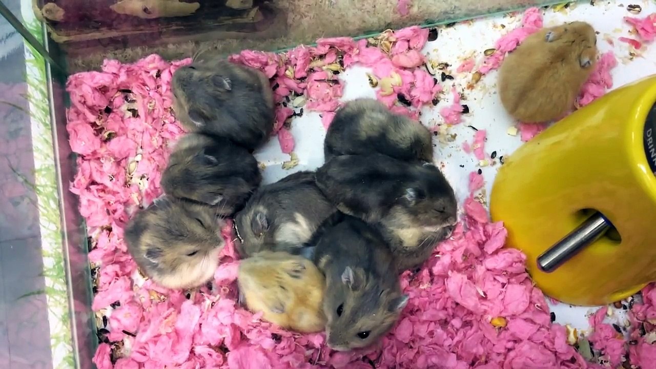 Super Cute Hamsters