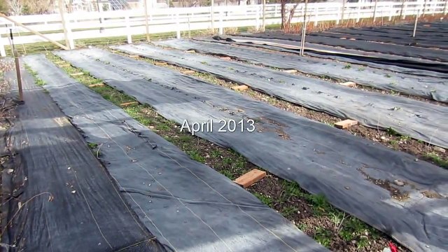 Off-Grid Homesteading: Garden Plan & Layout