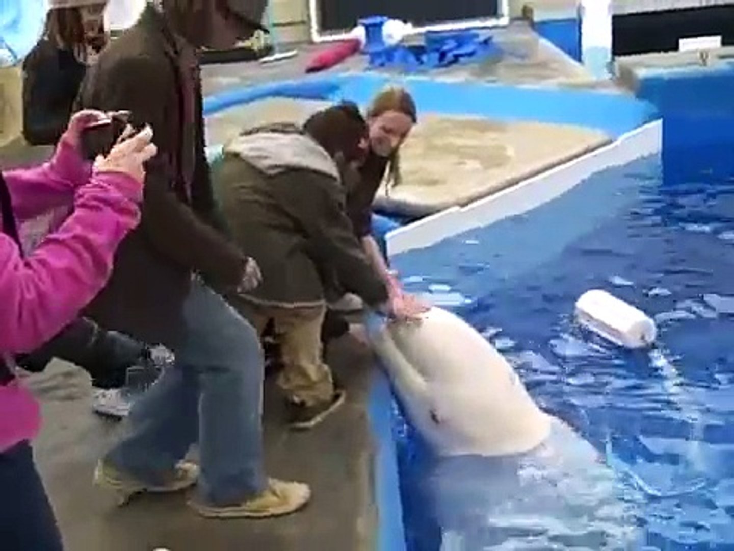 Beluga Whale Kisses