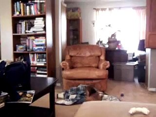 Ultimate Puppy Fighting Championship