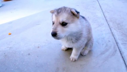 Husky Puppy's 1st Howl