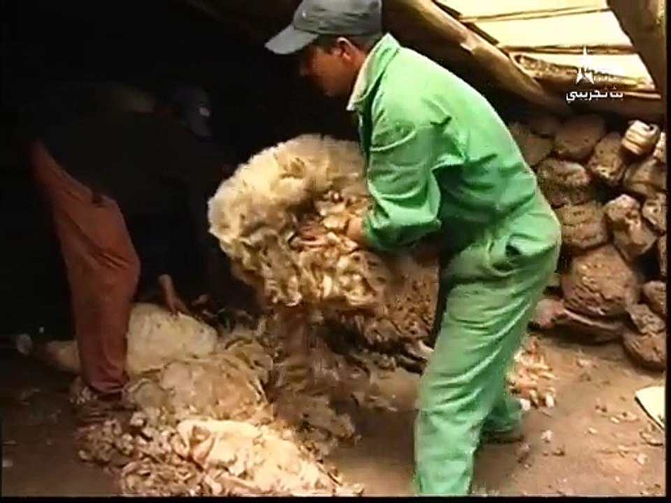 -عملية زج الاغنام في جبل هبريRasage de la laine des moutons