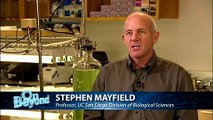 Algae Biofuels with Stephen Mayfield UC San Diego