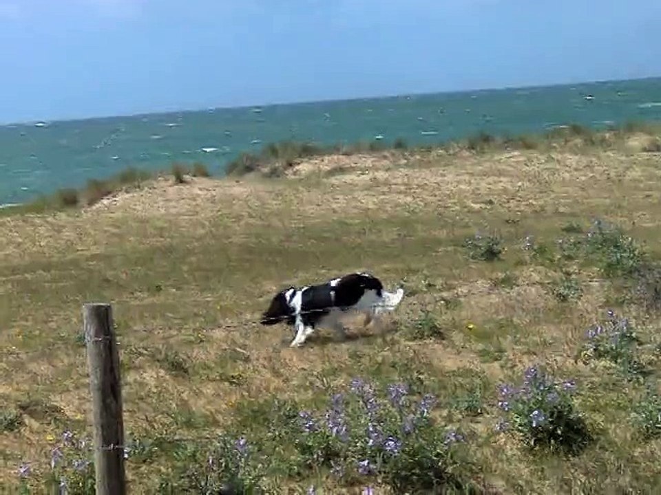 Dans les dunes