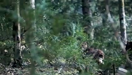 Lynx sauvage du Jura