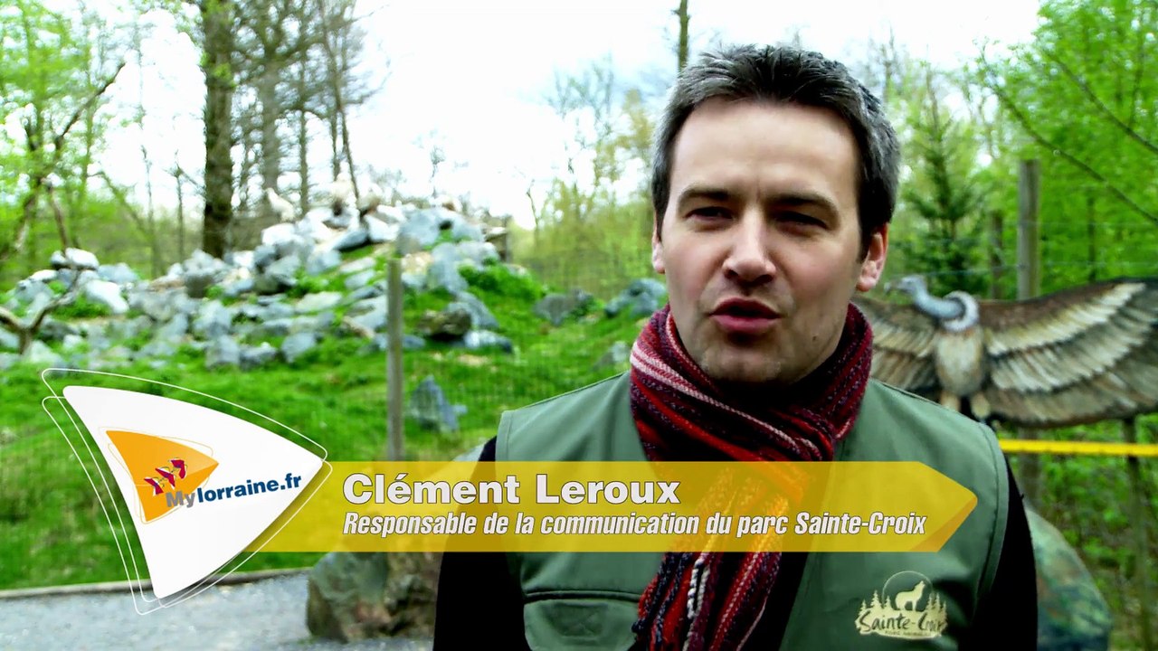 Vautour_du_parc_sainte-croix