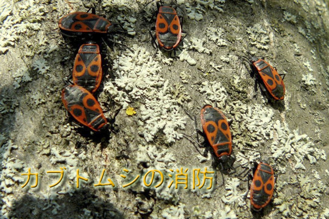 カブトムシの消防士 (トコジラミ-兵士たち)