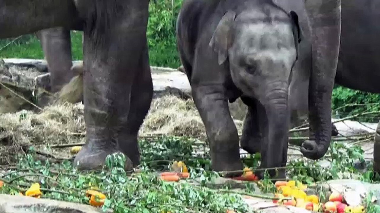 Olifantje viert eerste verjaardag samen met bezoekers dierenpark - RTV Noord