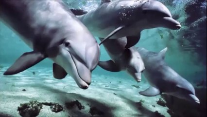 ♥ Chant Des Dauphins ♥  Relax ♥ By Skutnik Michel