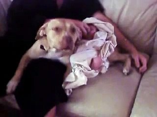 Pit bull attack 3 week old baby