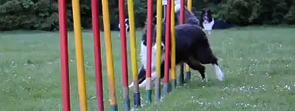 A'Coon - Entraînement d'agility à Mastaing - Avril 2014
