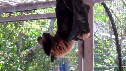 Blodwen, a Spectacled Flying-Fox finally has her baby.