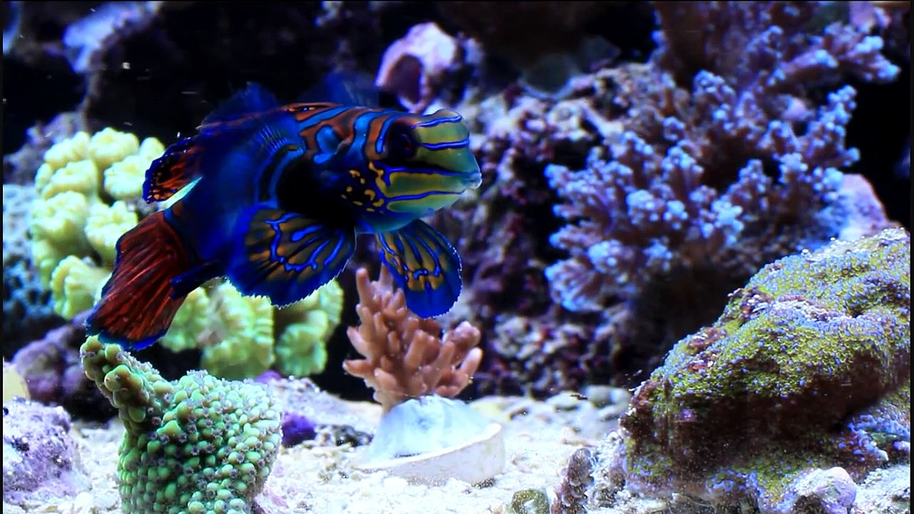 Synchiropus Splendidus