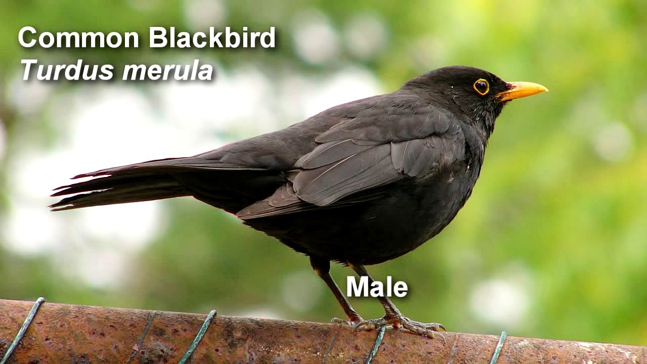 Blackbird - Common Blackbird Birdsong