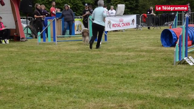 Saint-Brieuc. Agility : les toutous font le spectacle.