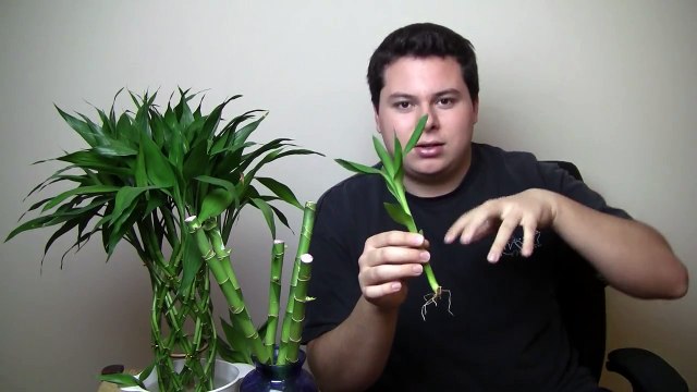 Lucky Bamboo: Potting