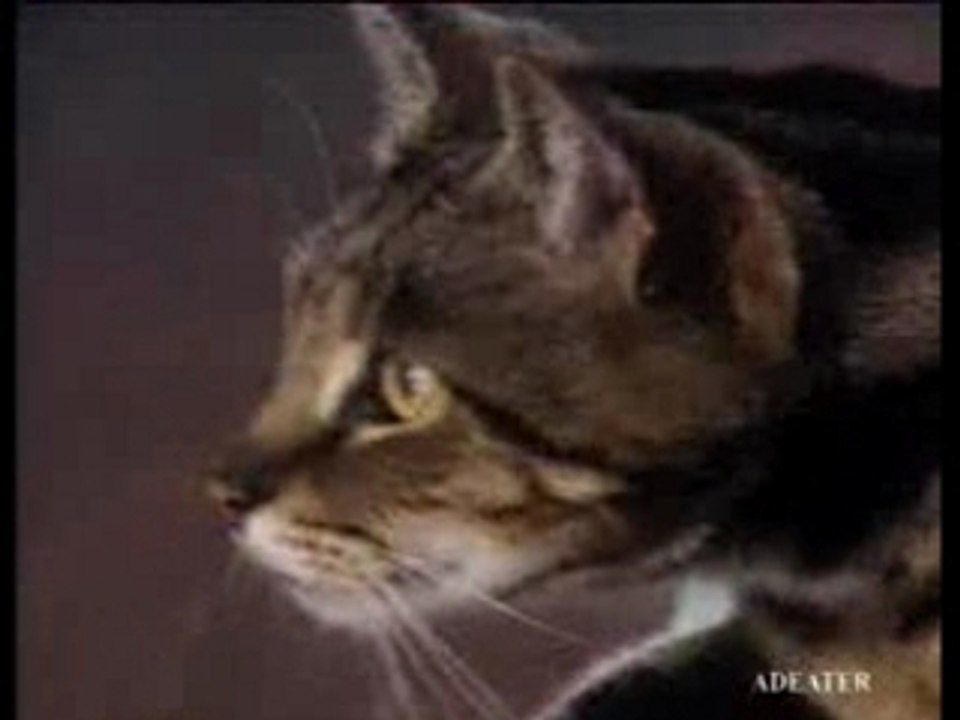 Cats compilation