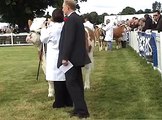 Simmental  & Hereford cattle Judging at Royal Highland Show