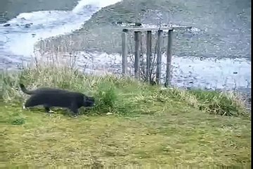 Cat vs Eagle kedi kartalın yemeğine göz dikiyor