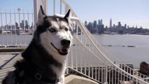 Mishka the Talking Husky and a Grand View!