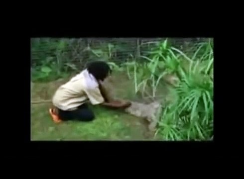 Хищники атакуют! Нападение животных на людей