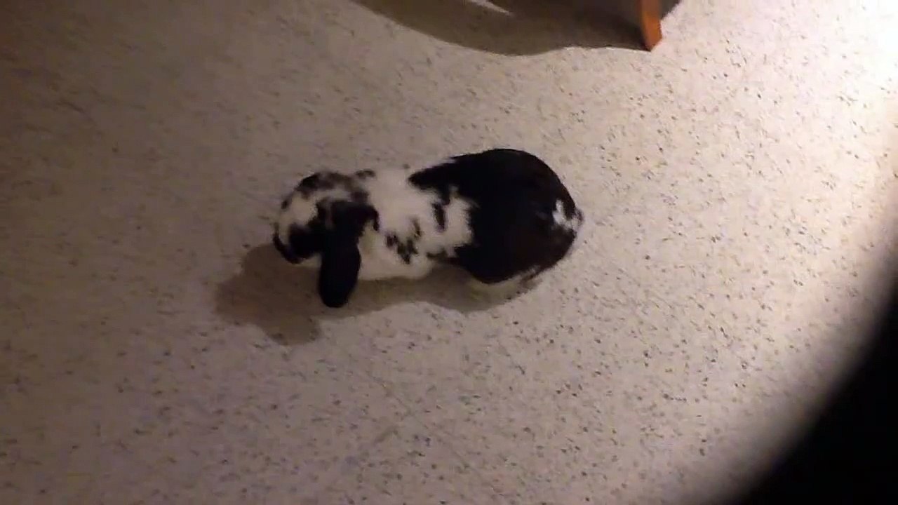 Panchito, el conejo.