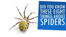 Did You Know These Eight Things About Spiders?