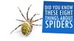 Did You Know These Eight Things About Spiders?