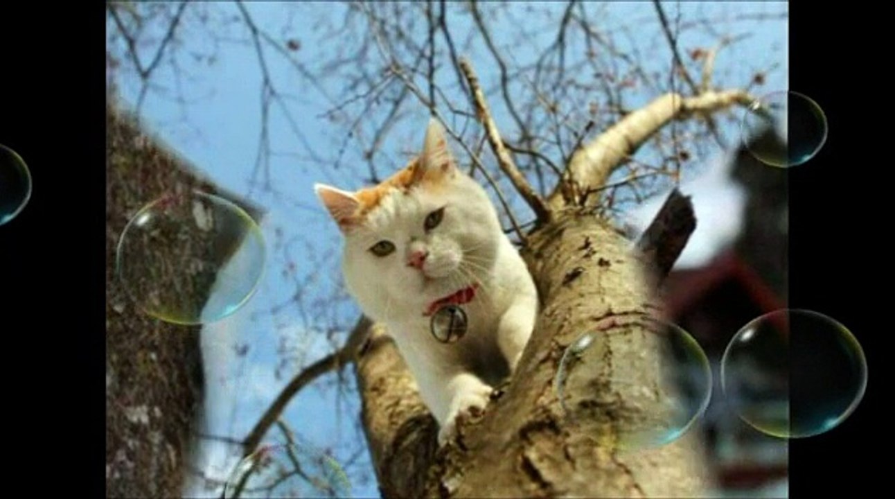 Animaux et la Neige