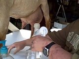 My method of milking a goat and handling Raw Milk