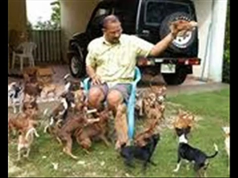 COMO CUIDAR A LOS PERROS CHIHUAHUA